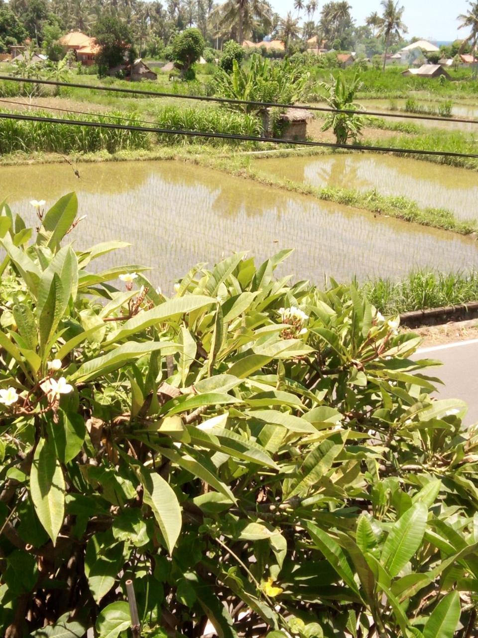 Mesari Homestay & Warung Amed Eksteriør billede